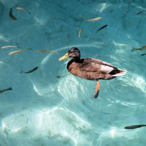 Plitvice Lakes Group Day Tour