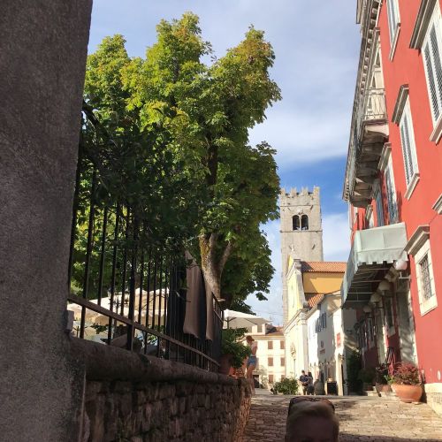 Uncover Culinary Treasures in the Motovun Forest