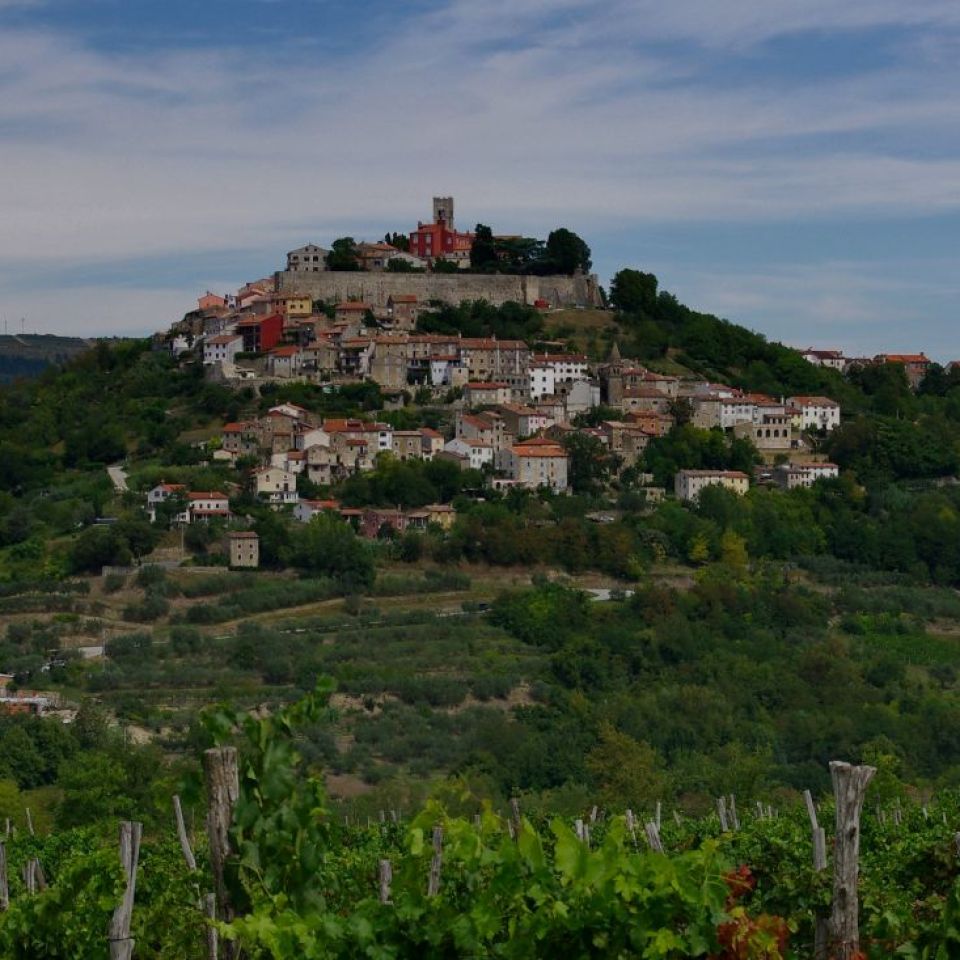 Uncover Culinary Treasures in the Motovun Forest